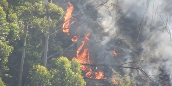 வனத்துறைக்கு ஆதரவு தர கோரிக்கை