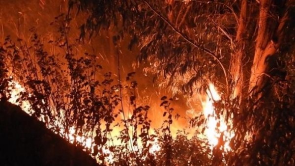 காட்டுத்தீயால் சேதம்