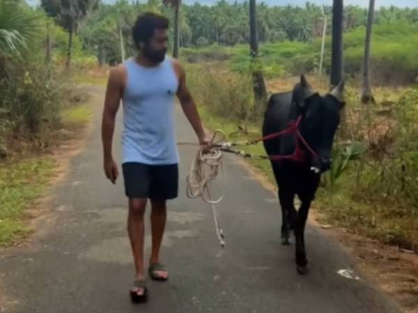 ஜல்லிக்கட்டு மோடு