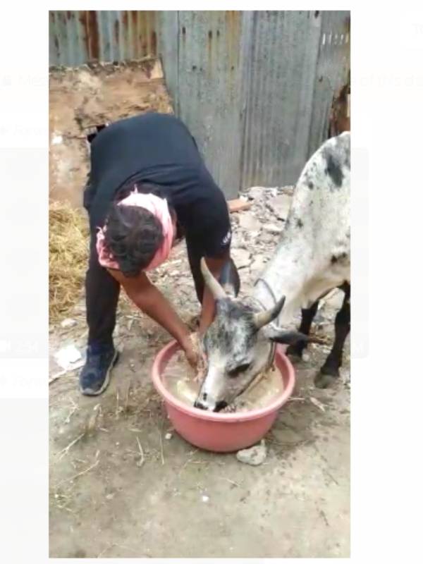 மாட்டிற்கு தீவனம் வைத்த மன்சூர்