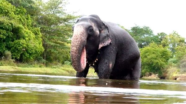 5 யானைகள் 5 யானைகள்