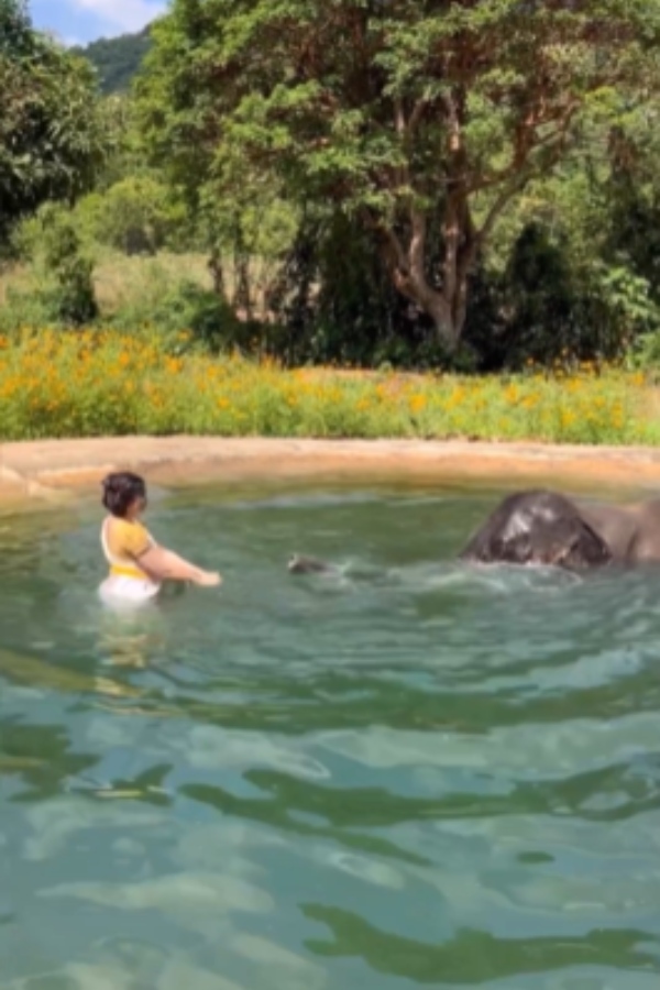 யானைகளை குளிப்பாட்டி யானைகளை குளிப்பாட்டி