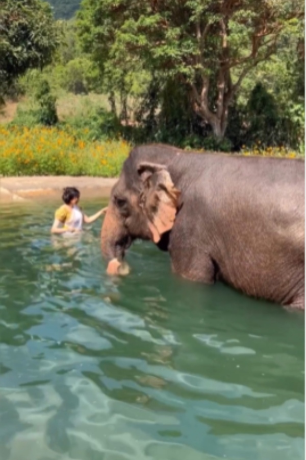 யானைகளின் பெயர்கள் யானைகளின் பெயர்கள்