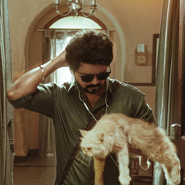மாஸ்டரில் பூனை மாஸ்டரில் பூனை