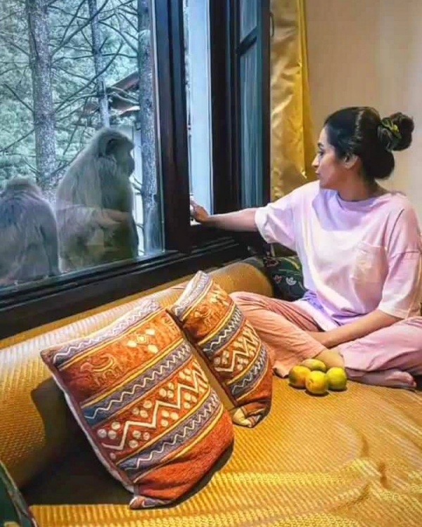 குரங்குகளுக்கு உணவளித்த த்ரிஷா குரங்குகளுக்கு உணவளித்த த்ரிஷா