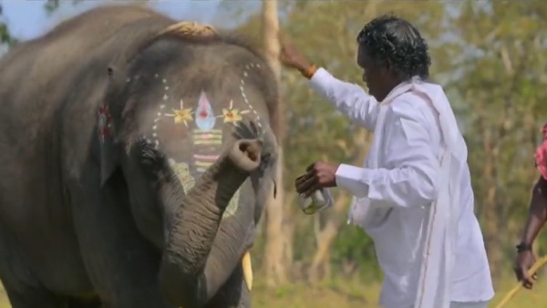 யானையை வளர்க்கும் தம்பதி யானையை வளர்க்கும் தம்பதி