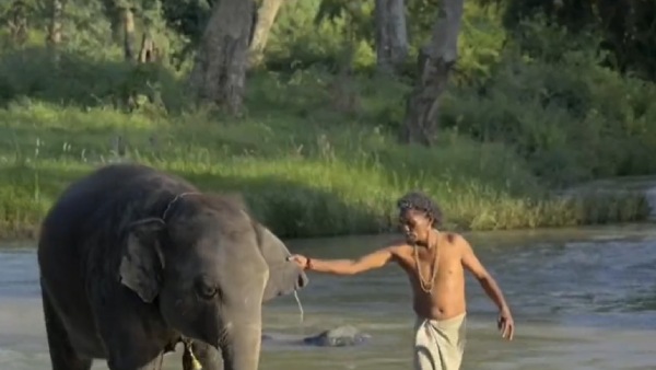 முதுமலையின் இயற்கையான அழகு முதுமலையின் இயற்கையான அழகு