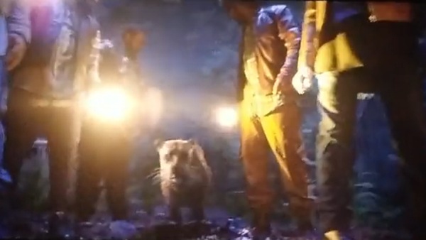 சிறுத்தையே பம்முது 