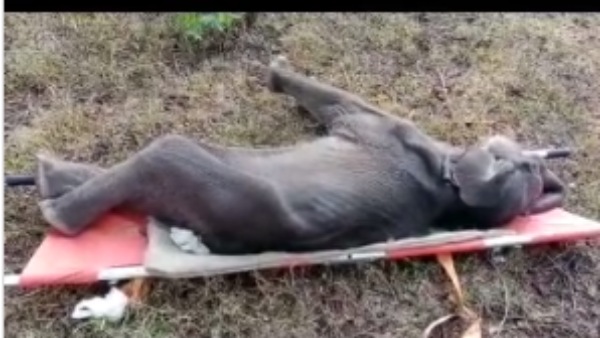 உயிரிழந்த குட்டியானை 