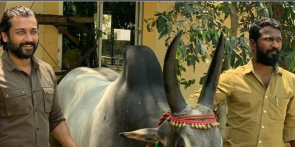 Director Ameer assures that Vaadivaasal movie shooting might start by this year end 