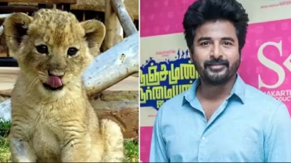 Sivakarthikeyan adopted 3 year old Lion in vandalur zoo 