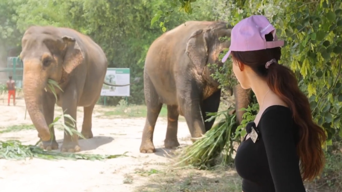 Kanguva Heroine Disha Patani provides fruits and food to Elephants video goes trending Kanguva Heroine Disha Patani provides fruits and food to Elephants video goes trending