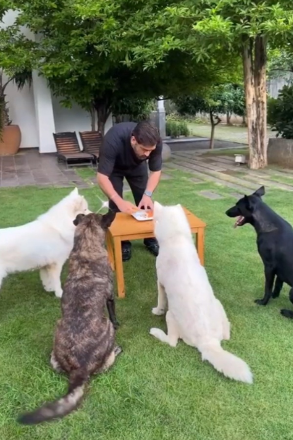 Indian cricket team former Captain Dhoni celebrates his birthday with his Dogs Indian cricket team former Captain Dhoni celebrates his birthday with his Dogs