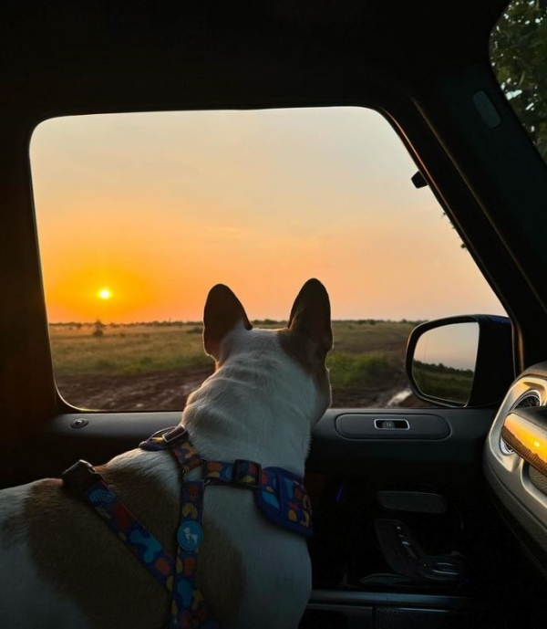 Custody hero Naga Chaitanya shares a picture of herself with pet
