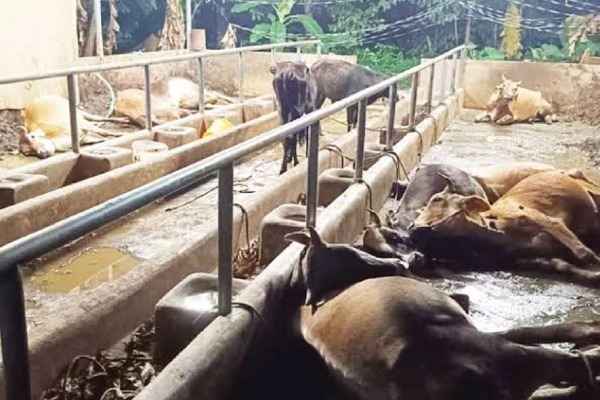 Actor Jayaram assisted young farmer mathew ben on his tragedy