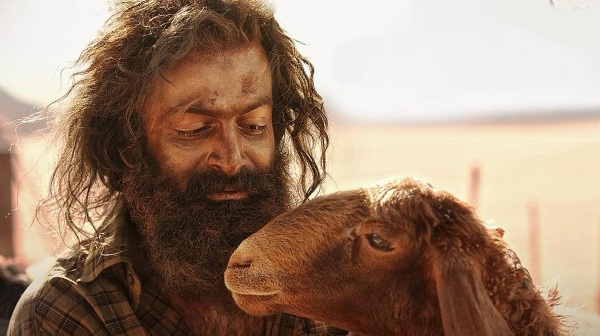 Aadujeevitham movie official collections announced by the team