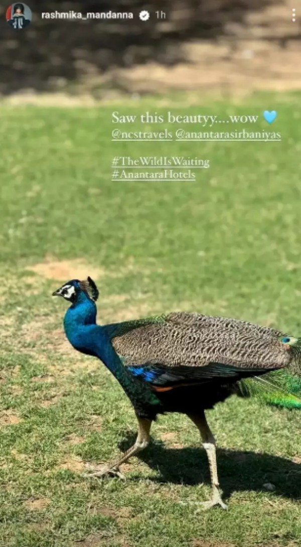 Is Rashmika mandanna dating with Vijay Devarakonda in Abu dhabi