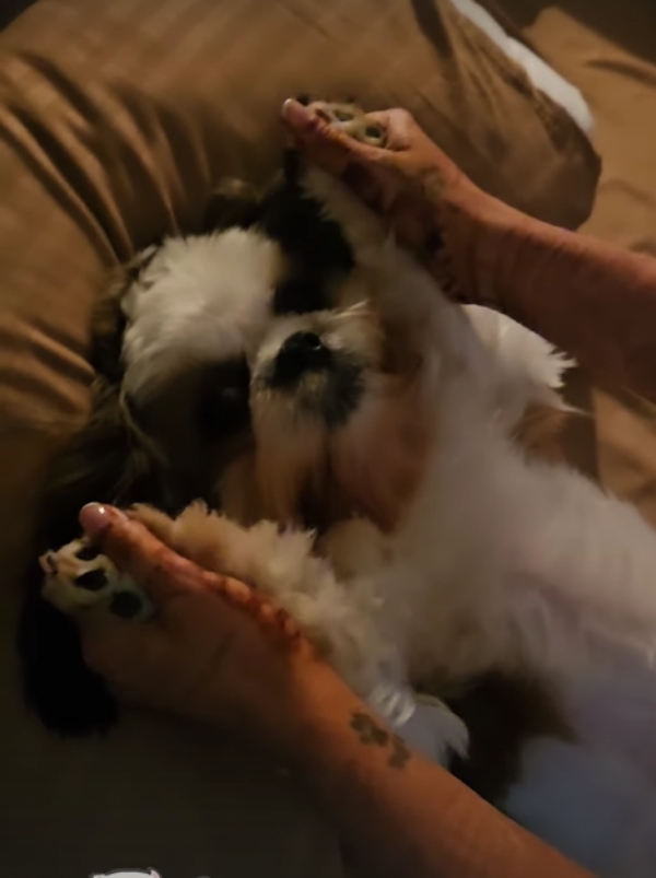 varalaxmi sarathkumar honeymoon nicholai sachdev