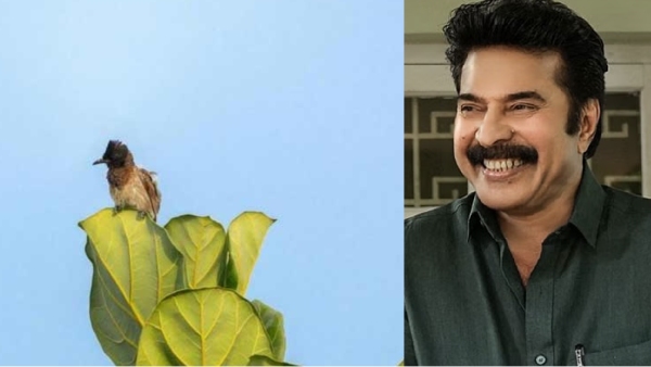 Mammootty Turbo movie Indian bullbull bird kochi
