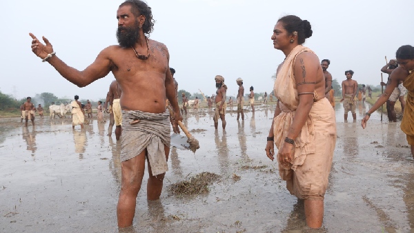 thangalaan thangalaan box office collection pa ranjith thangalaan thangalaan box office collection pa ranjith