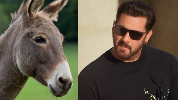 bigg boss season 18 salman khan donkey