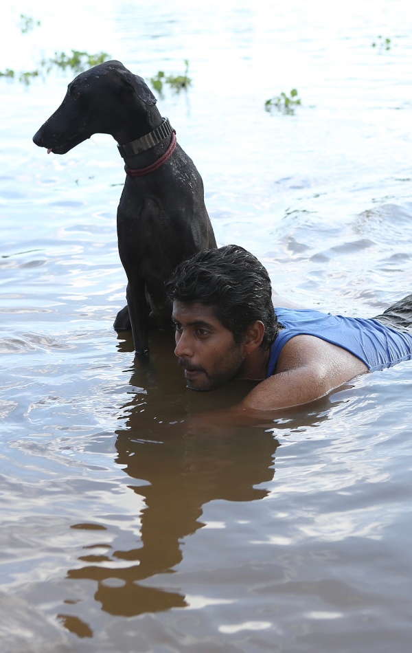 pariyerum perumal kathir karuppi dog death
