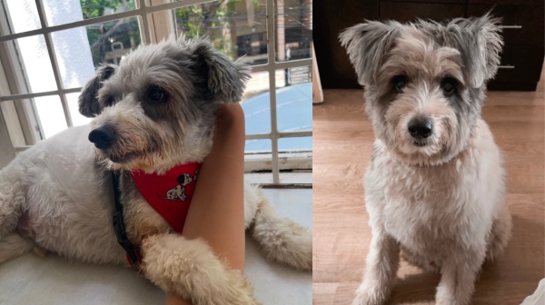 trisha trisha son trisha pet dog trisha trisha son trisha pet dog