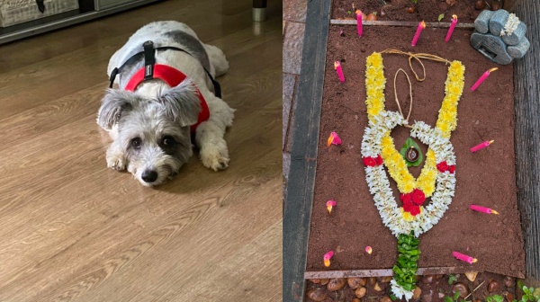 trisha trisha son trisha pet dog trisha trisha son trisha pet dog