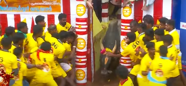 alanganallur jallikattu 2025 jallikattu 2025 udayanidhi stalin jallikattu soori 2025 alanganallur jallikattu 2025 jallikattu 2025 udayanidhi stalin jallikattu soori 2025