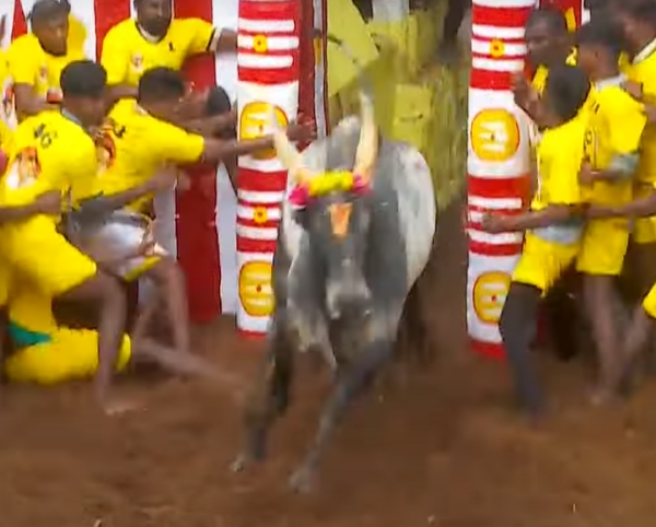 alanganallur jallikattu 2025 jallikattu 2025 udayanidhi stalin jallikattu soori 2025 alanganallur jallikattu 2025 jallikattu 2025 udayanidhi stalin jallikattu soori 2025