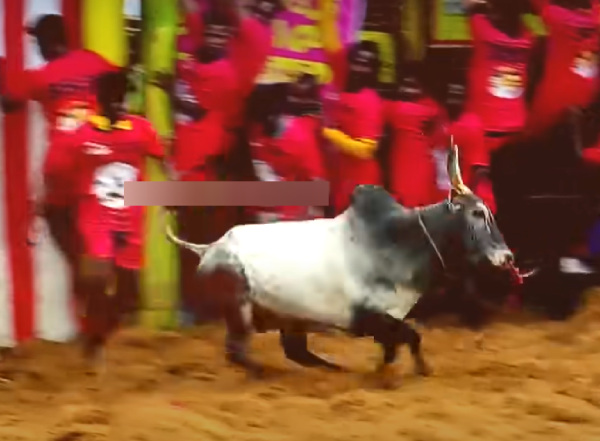 tvk thalapthi vijay palamedu jallikkattu 2025