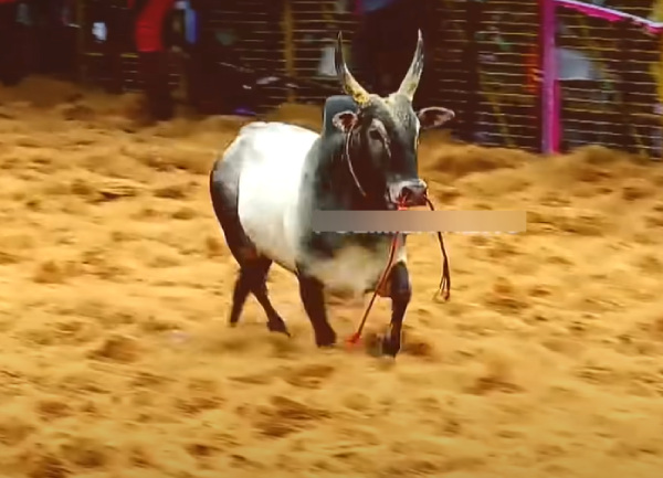 tvk thalapthi vijay palamedu jallikkattu 2025