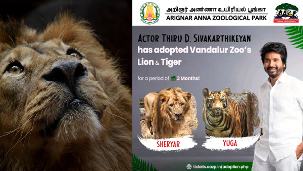 Actor Sivakarthikeyan Adopted a lion named Sheriyar and a tiger named Yuga from the Vandalur Zoo for 3 months Actor Sivakarthikeyan Adopted a lion named Sheriyar and a tiger named Yuga from the Vandalur Zoo for 3 months