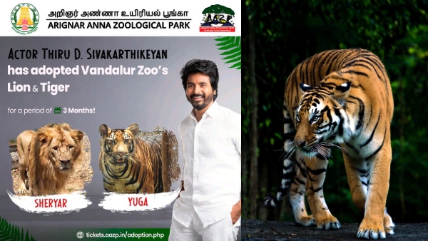 Actor Sivakarthikeyan Adopted a lion named Sheriyar and a tiger named Yuga from the Vandalur Zoo for 3 months Actor Sivakarthikeyan Adopted a lion named Sheriyar and a tiger named Yuga from the Vandalur Zoo for 3 months