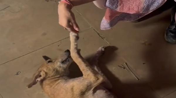 Keerthy Suresh shared a video of herself with a stray dog on Instagram