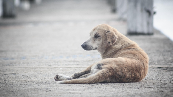 Vijay TV Neeya Naana Gopinath Slams Who Supports Stray Dogs Blindly Video Goes Trending