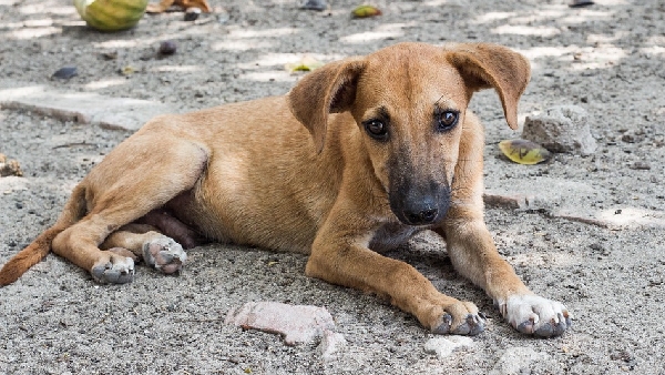 Music Director James Vasanthan Opens About His Own Experience About Stray Dogs Issue
