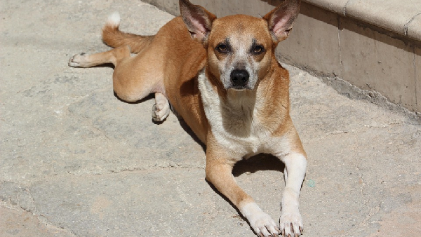 Music Director James Vasanthan Opens About His Own Experience About Stray Dogs Issue