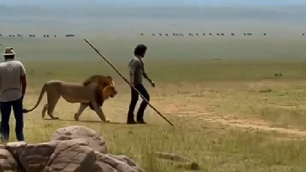 Mahesh Babu Walk With Real Lion On Jungle Video Goes Trend Fans Relates SSMB29