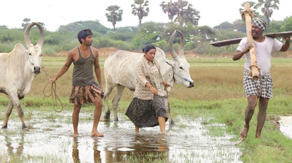 Bison 3rd Day Box Office Collection Dhruv Vikram s Film Earns 4 25 Crores on Sunday Bison 3rd Day Box Office Collection Dhruv Vikram s Film Earns 4 25 Crores on Sunday