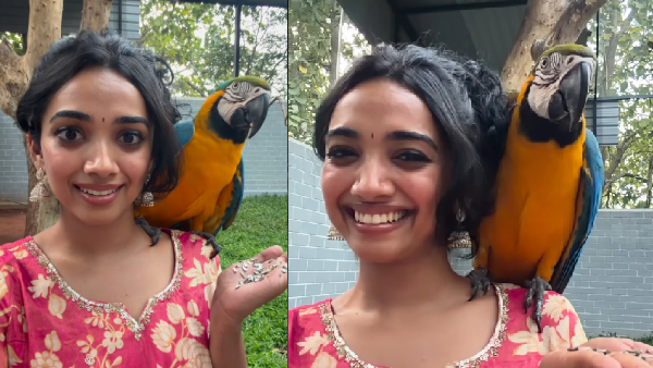 Actress Saanve Megghana Shanre Her Cute Video With Pansy parrot Fans Likes Much Actress Saanve Megghana Shanre Her Cute Video With Pansy parrot Fans Likes Much