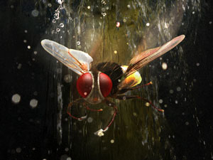 Eega Eega