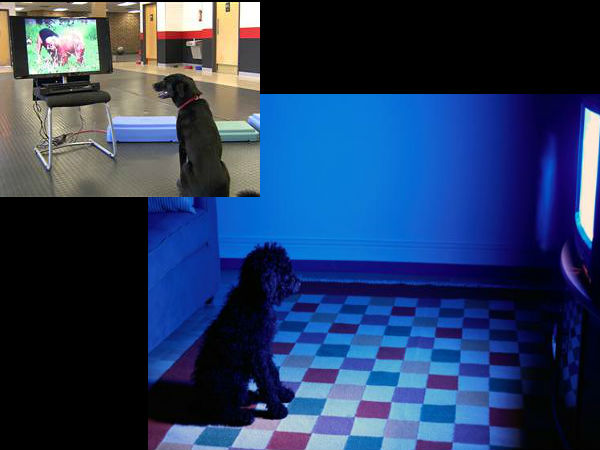 TV ‘goes to the dogs’ with new canine-friendly channel TV ‘goes to the dogs’ with new canine-friendly channel