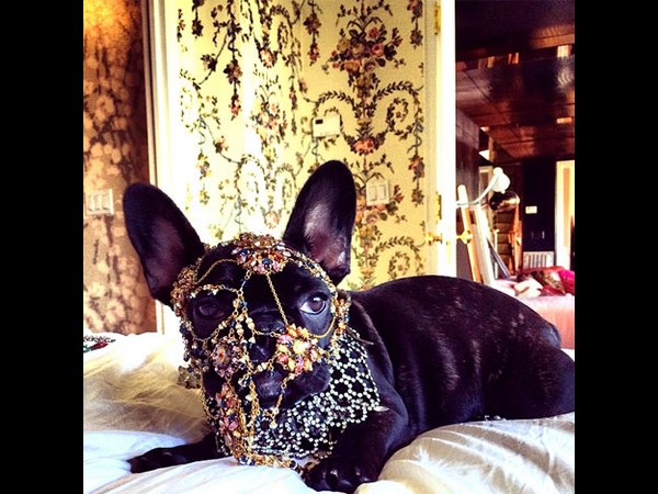 Lady Gaga blasted by PETA over dressed-up dog pics