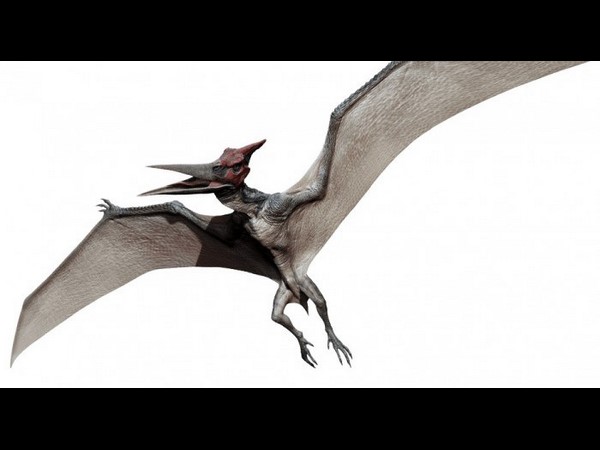 Pteranodon