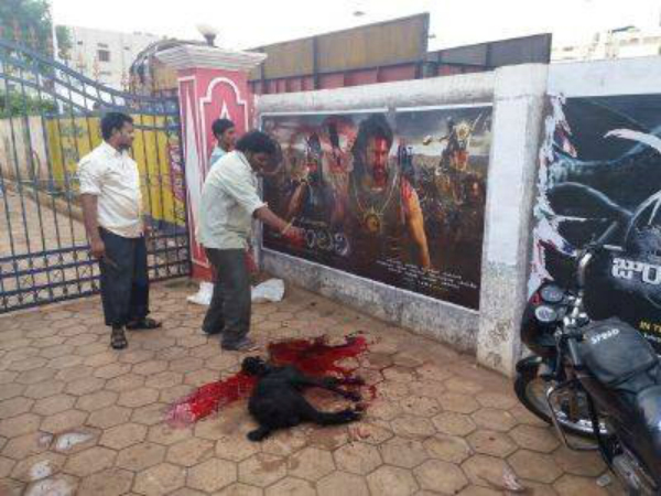 Sacrifice of goat for Bahubali success: PETA offers Rs 25,000 reward Sacrifice of goat for Bahubali success: PETA offers Rs 25,000 reward