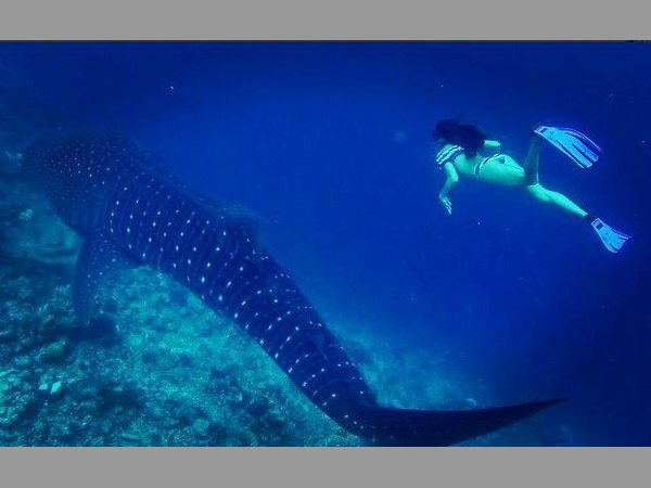 వేల్ షార్క్ తో కలిసి జాక్వెలిన్