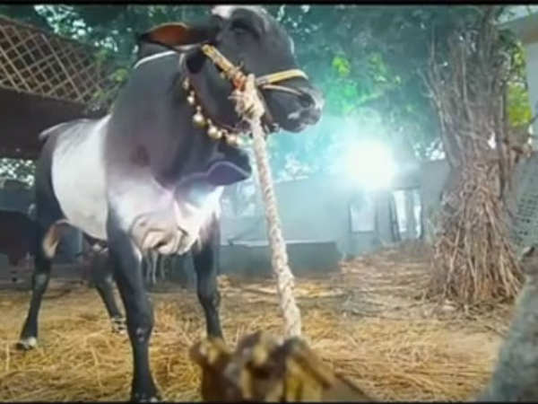 మృతి చెందిన ఎద్దు