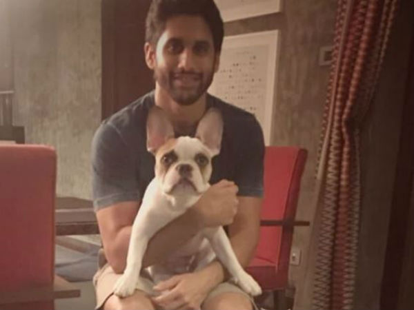 పెంపుడు కుక్కలతో ఎంజాయ్