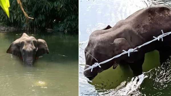 కేరళలో ఏనుగు, హిమాచల్ ప్రదేశ్లో ఆవు